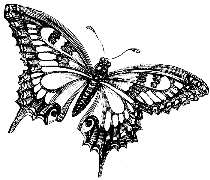 black and white butterfly tattoos. Animal Tattoo Design